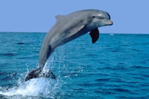 Dolphin_Port_Stephens